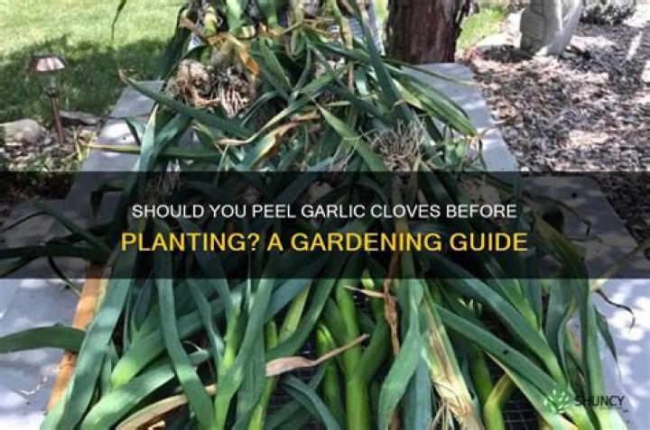 Should garlic cloves be peeled before planting