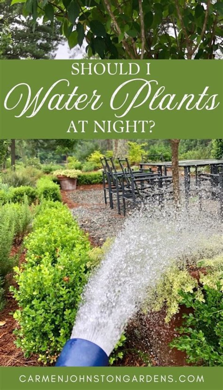 Should I water my garden at night
