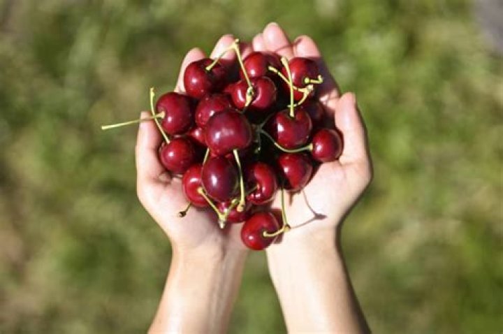 Should you pick cherries with the stem