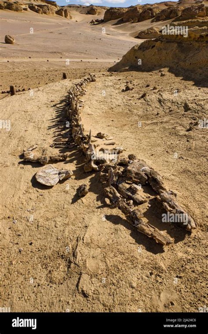 Was a whale fossil found in Egypt