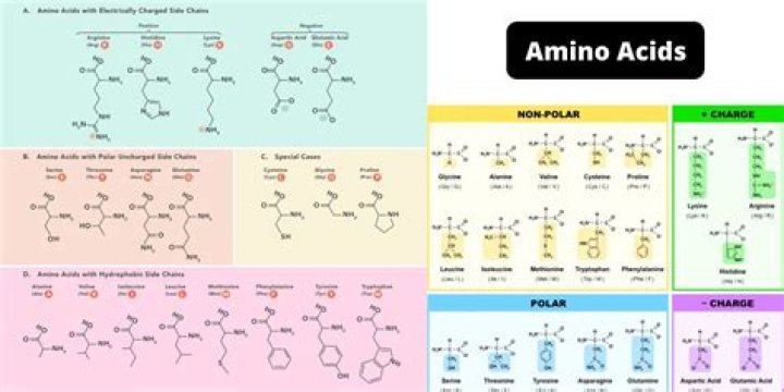 What amino acids are in ubiquitin?