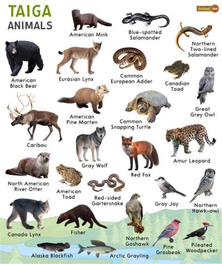 What animals live in a taiga?