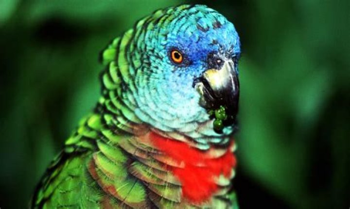 What animals live on Saint Lucia?