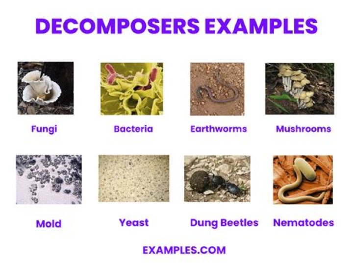 What are 4 examples of a decomposer?