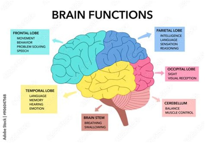What are 5 functions of the brain?
