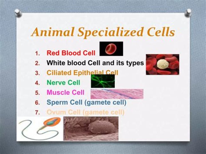What are 8 specialized cells?