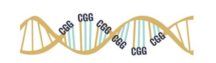 What are CGG repeats?