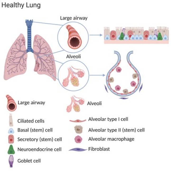 What are Clara cells in the lung?