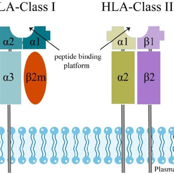 What are HLA class 1 and 2 antibodies?