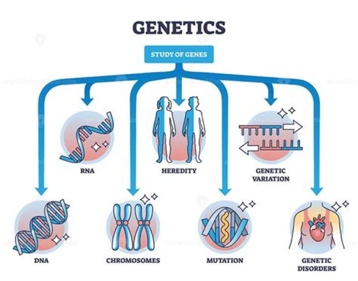 What are laggards in genetics?