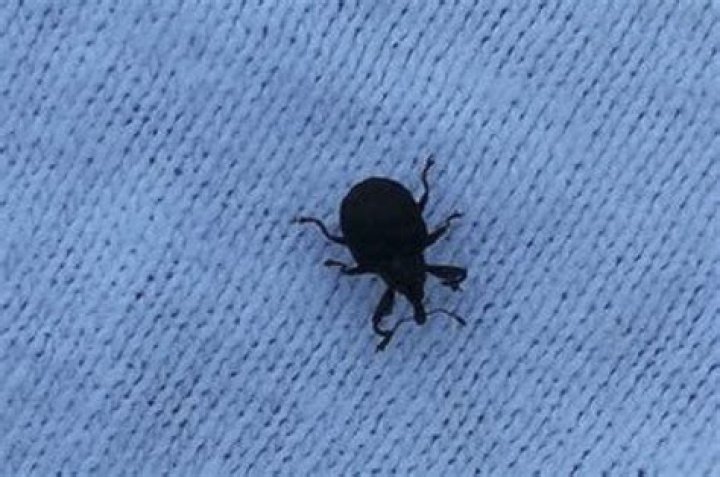 What are little black bugs that look like ticks