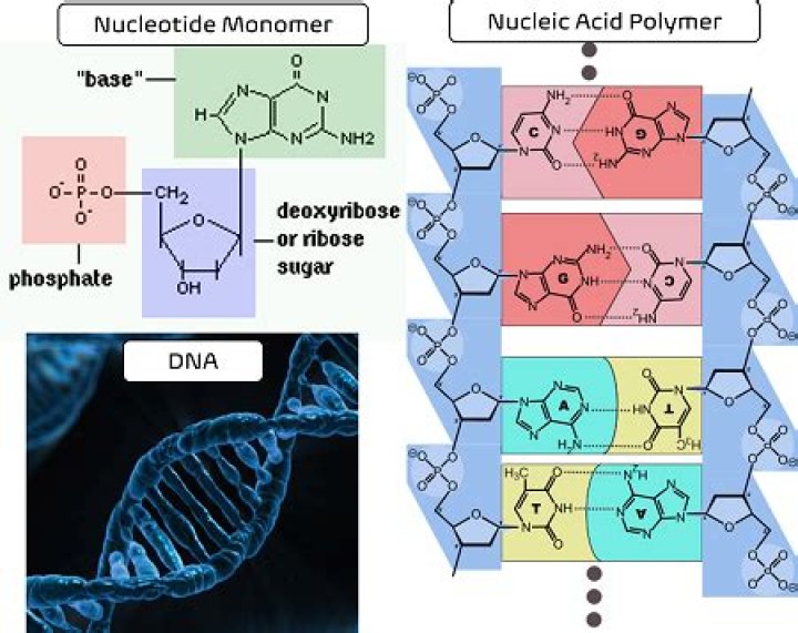 What are nucleic acids monomers and polymers