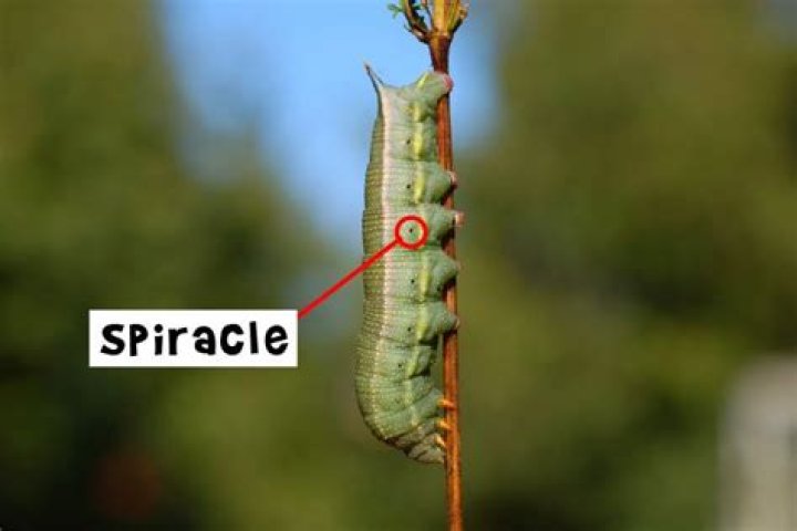 What are spiracles science