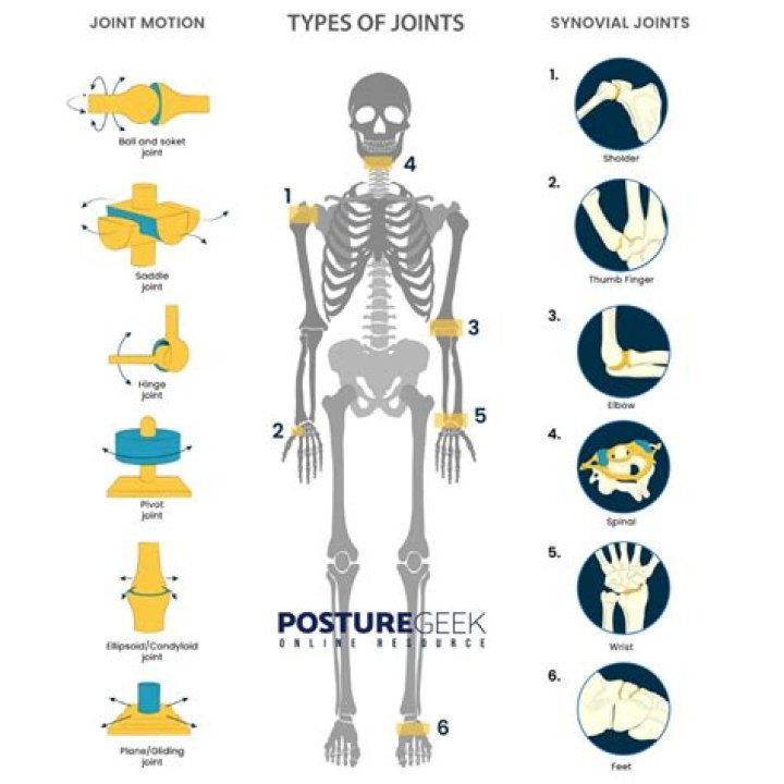 What are the 12 different movement of the joints?