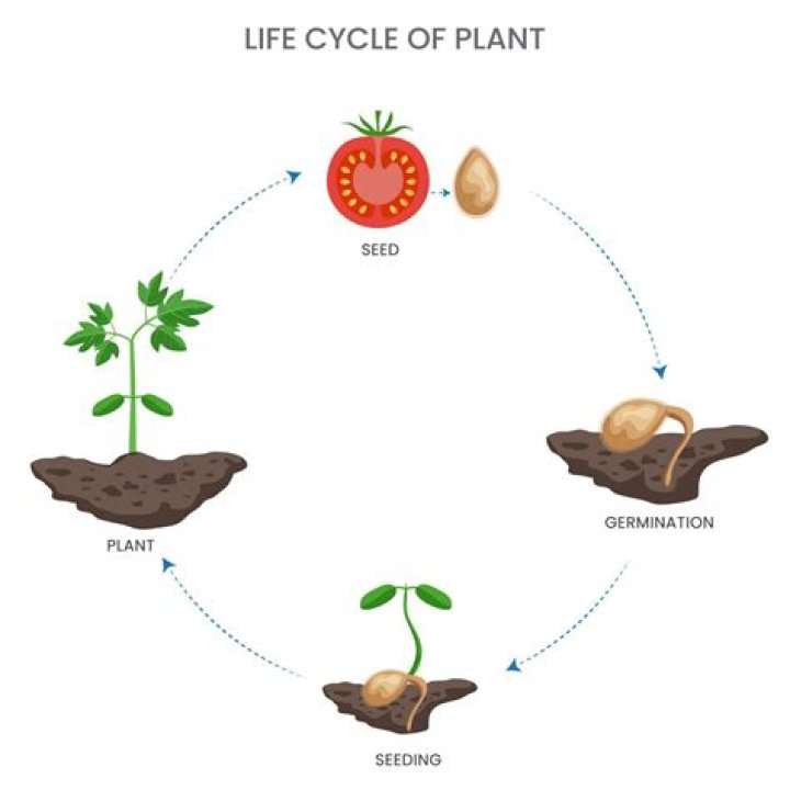 What are the 3 stages of plant reproduction?