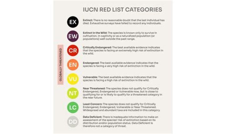 What are the 7 categories of the IUCN Red List?