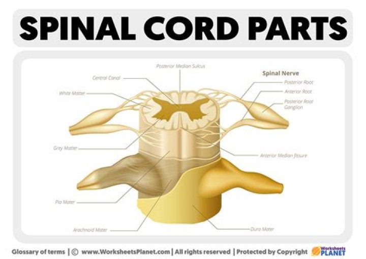 What are the components of the spine?