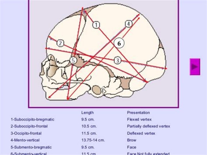 What are the diameters of the fetal skull?