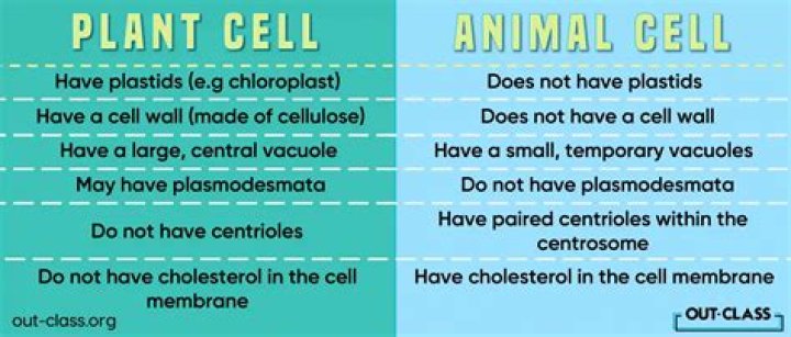 What are the differences between plant and animal cells ks3?