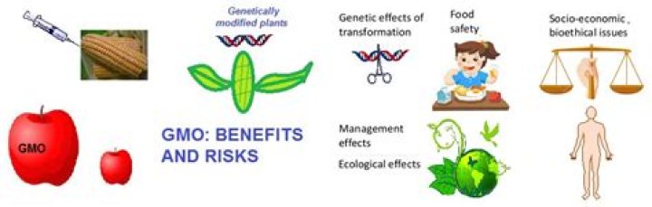 What are the disadvantages of GMO foods?
