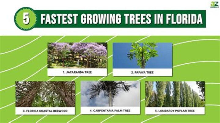 What are the fastest growing trees in the UK