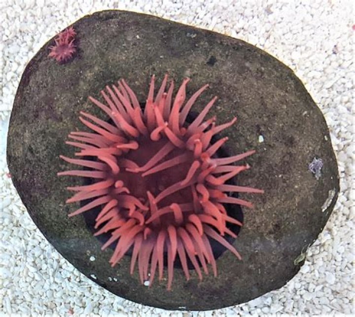 What are the little fish in rock pools?