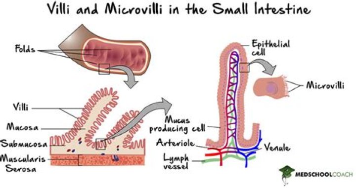 What are the major roles of the villi and microvilli in the small intestine