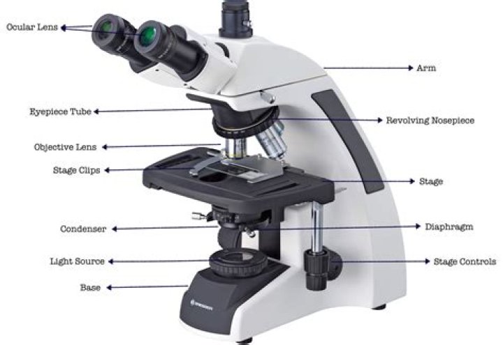 What are the parts of a microscope and their functions?