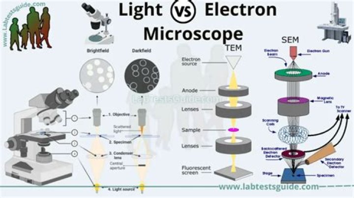 What are the similarities and differences between light and electron microscopes?