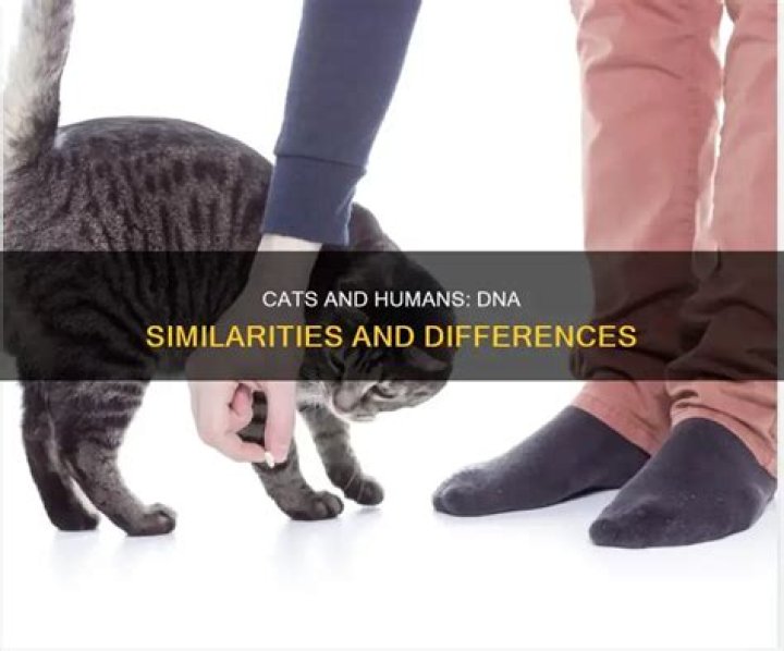 What are the similarities between humans and cats?