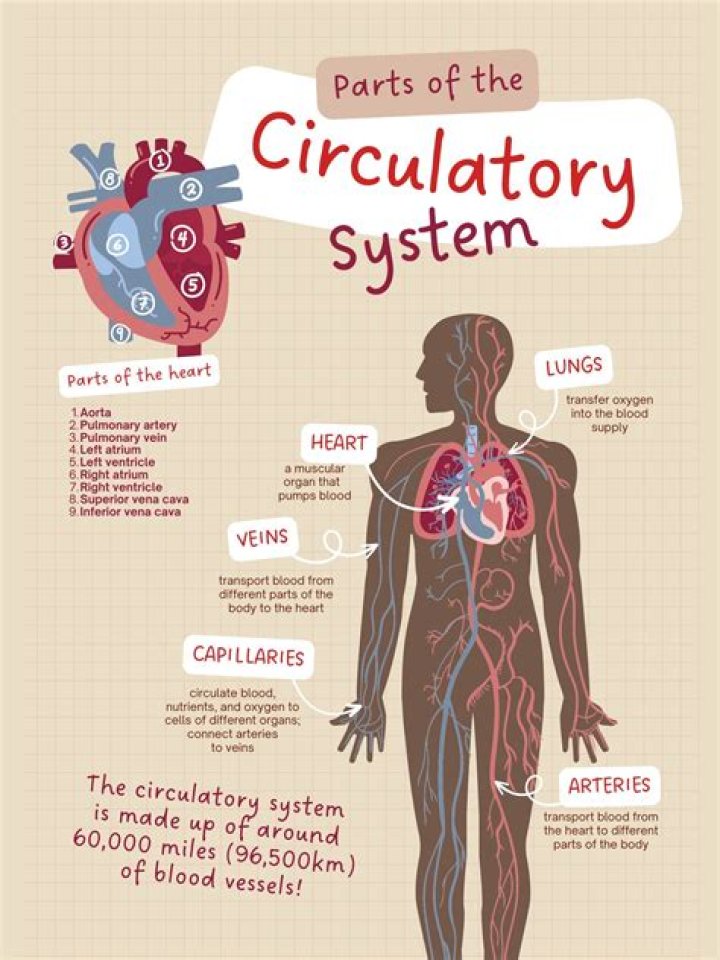 What are the three main parts of the circulatory system