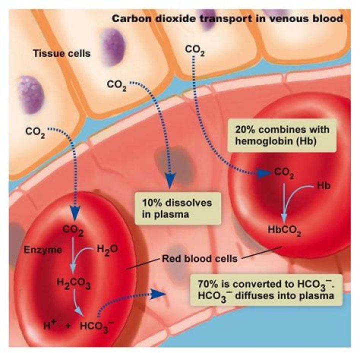 What are the three ways CO2 is transported in blood quizlet?