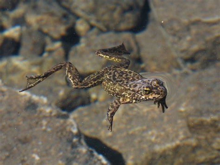 What are three interesting facts about the red-legged frog?