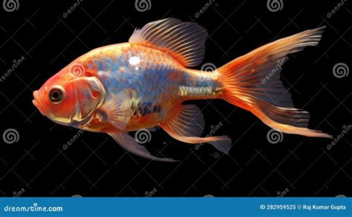 What are warm blooded fish?