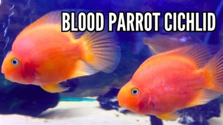 What can I feed my Texas cichlid fry?