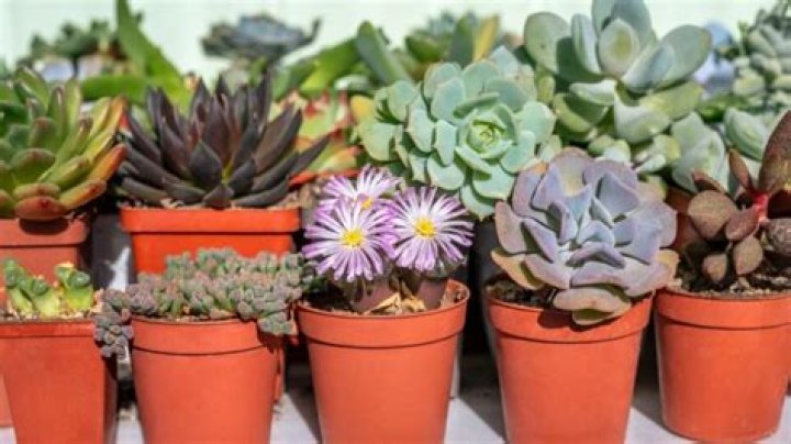 What can I use as succulent pots?