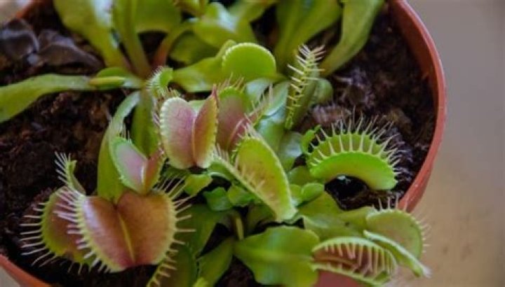 What carnivorous plants grow indoors
