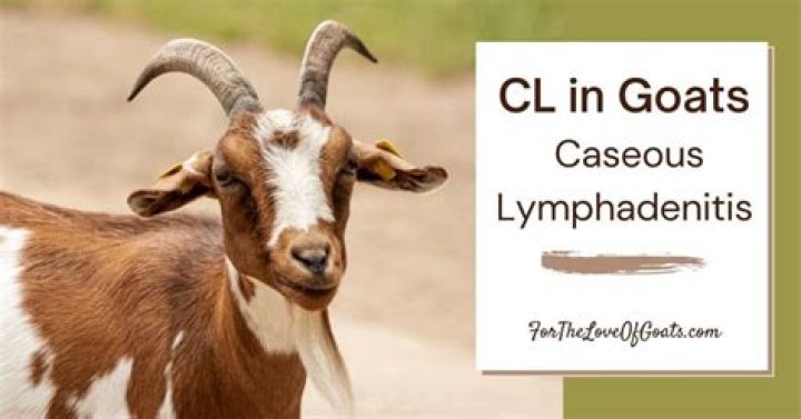 What causes CL in goats