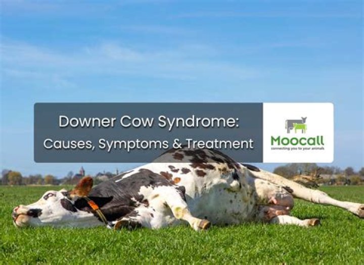What causes downer in cows?
