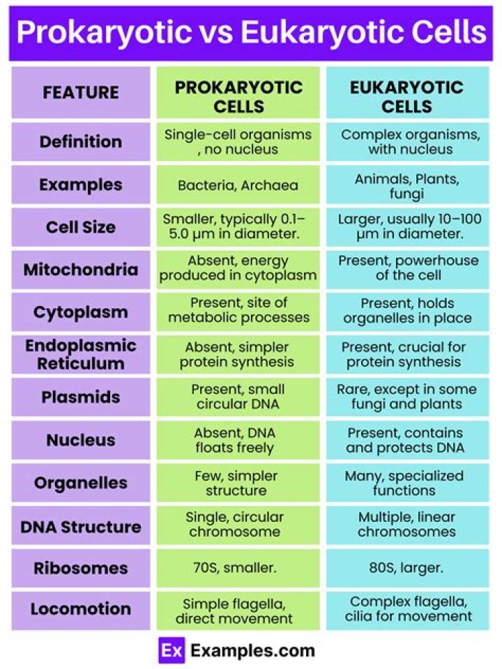 What characteristics differentiate prokaryotes from eukaryotes?