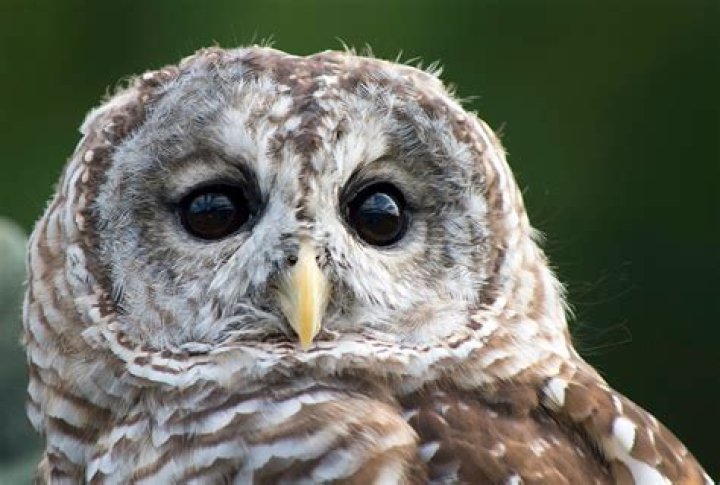 What color eyes do owls have?