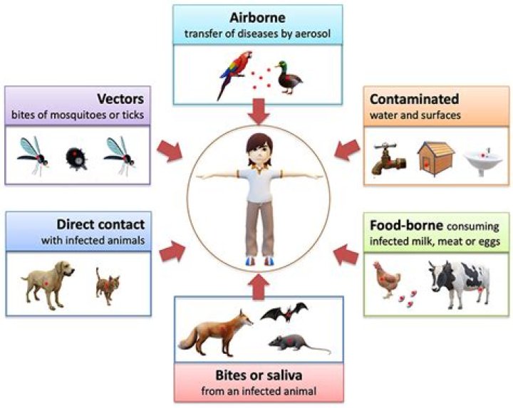 What diseases can you get from deer?