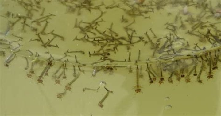 What do baby mosquito fish eat