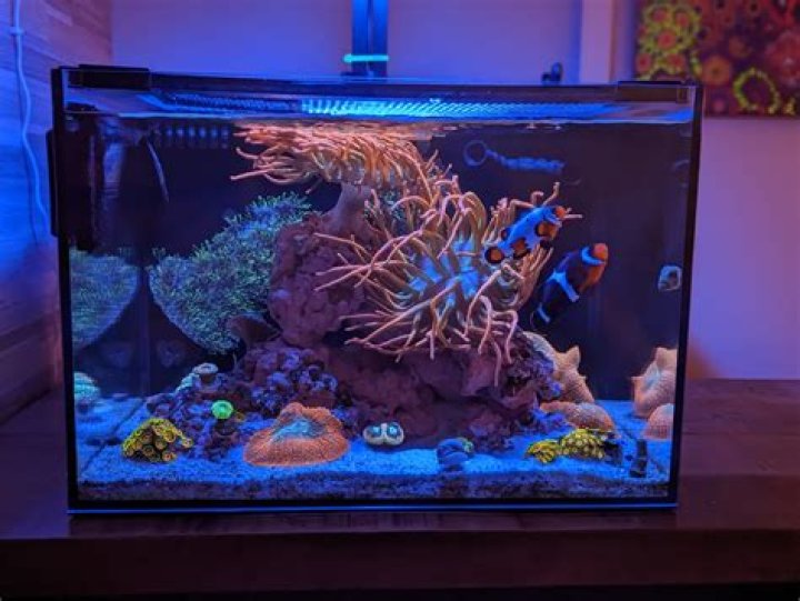 What do I need to setup a nano reef tank?