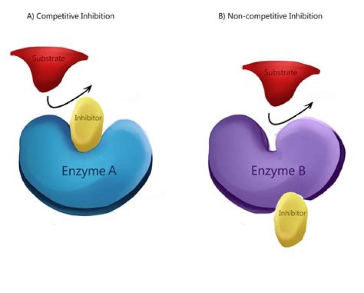 What do inhibitory enzymes do?