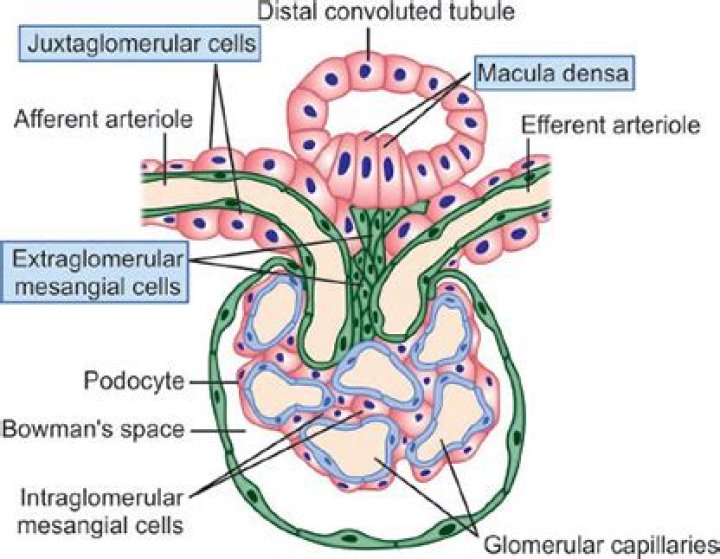 What do Intraglomerular mesangial cells do?