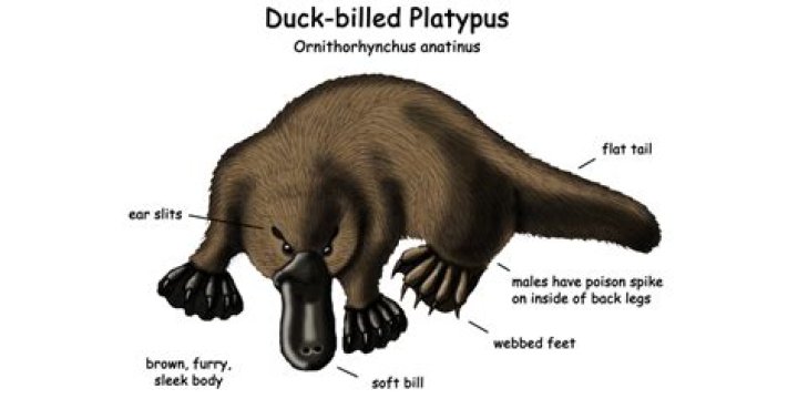 What do you call a platypuses mouth?