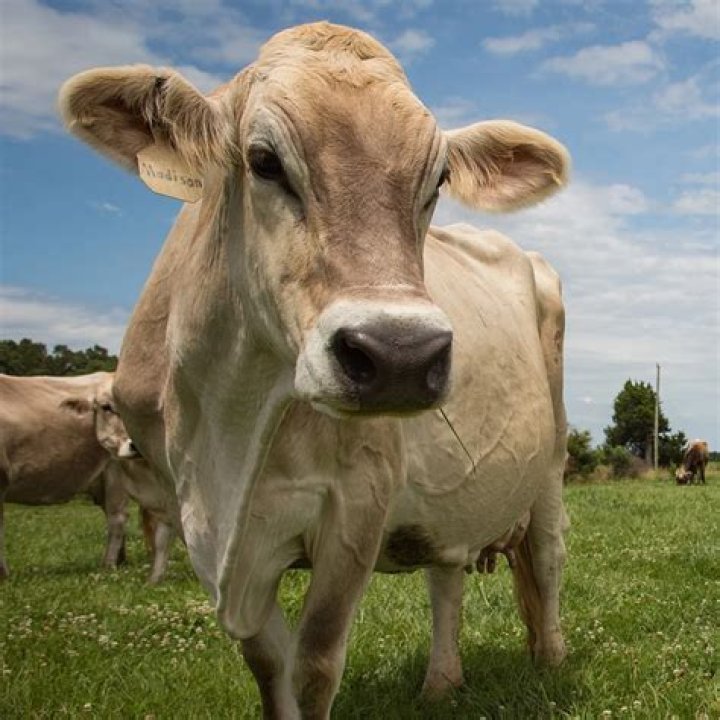 What do you caption a cow picture?