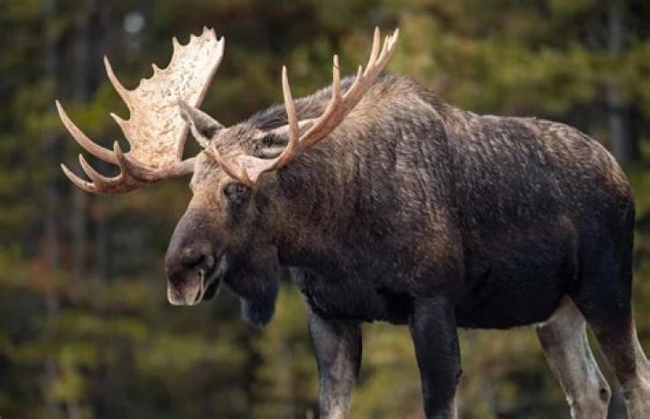 What do you need to hunt a moose in Alaska?