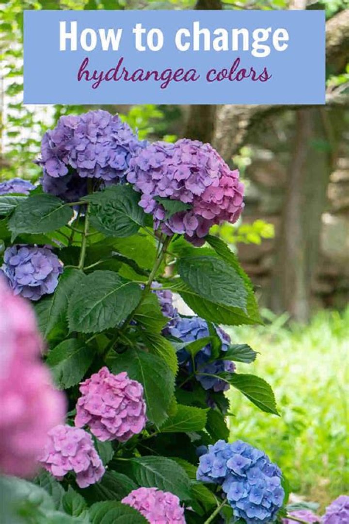 What do you use to change the color of hydrangeas